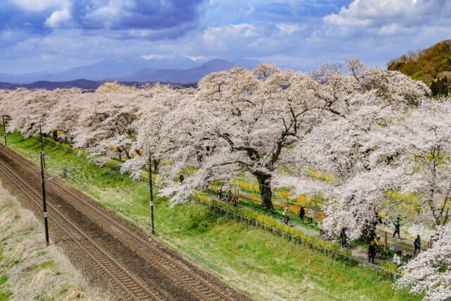 Tohoku SAKURA Bike Tour