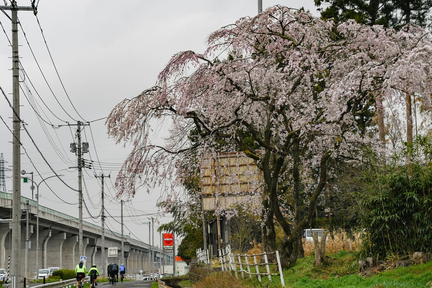 From Riverside Blooms to Coastal Serenity: Final Stages of the Sakura Ride