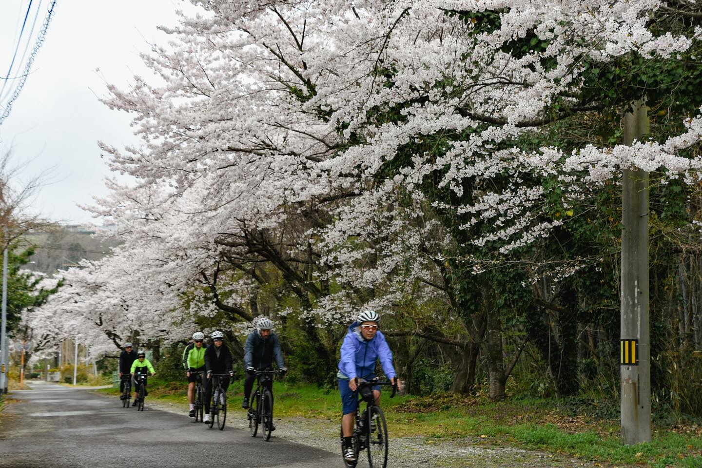 From Riverside Blooms to Coastal Serenity: Final Stages of the Sakura Ride