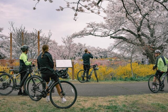 From Riverside Blooms to Coastal Serenity: Final Stages of the Sakura Ride